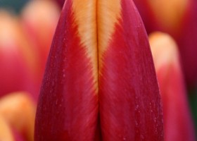 Tulipa Spirit ® (3)